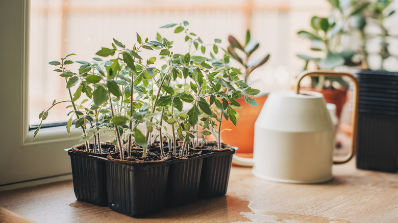 Tomato seedlings growing in small black pots.