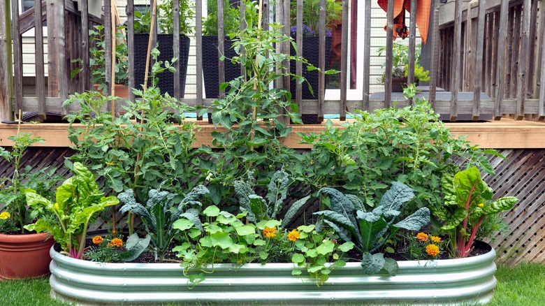 Metal container garden with vegetables and flowers growing.
