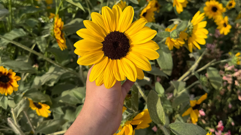 hand holding yellow sunflower in field of branching sunflowers