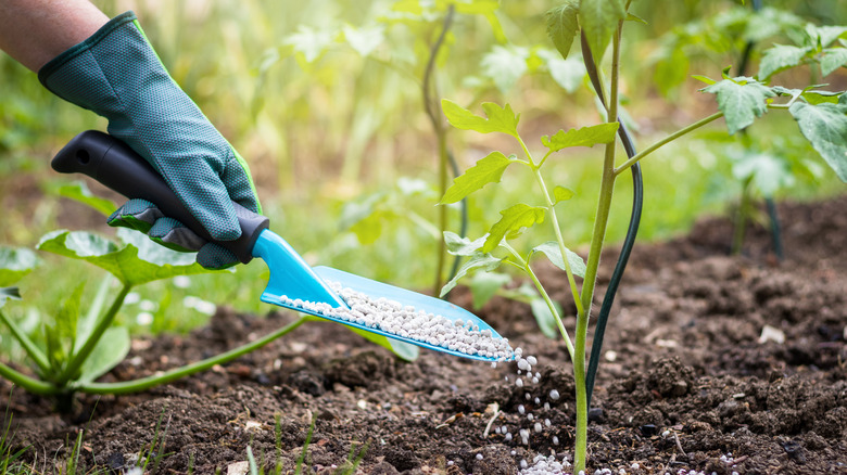 A person adding fertilizer to a young tomato plant