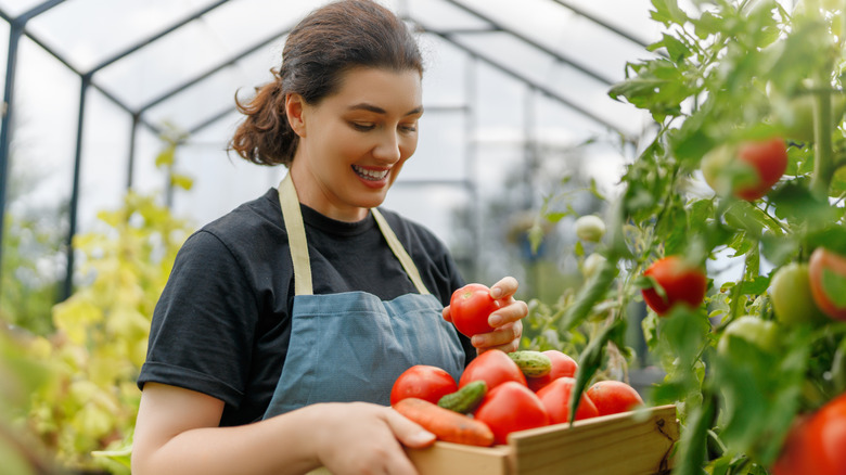 A young woman picking tomatoes and putting them in a box
