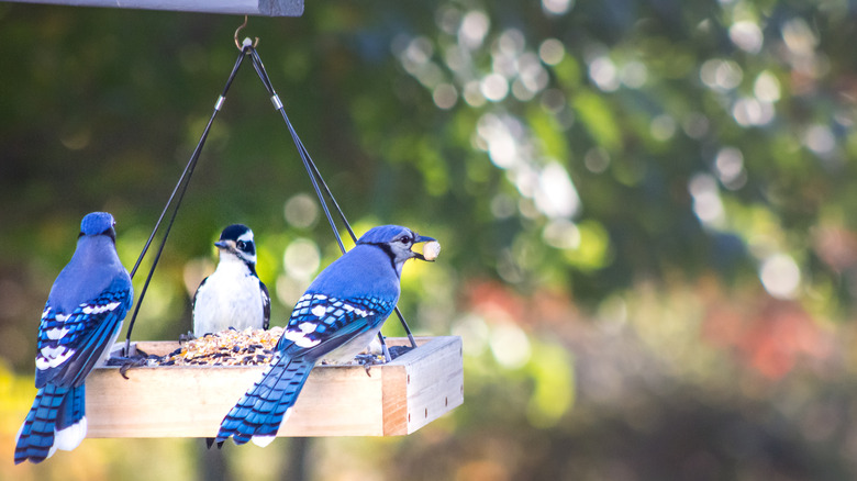 Blue jays on platform feeder