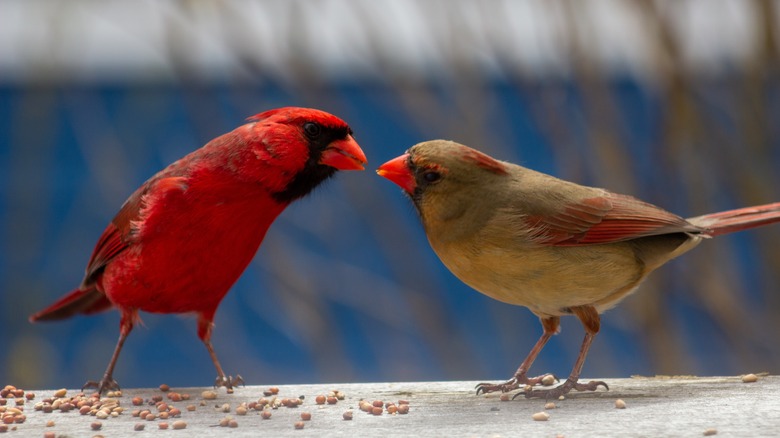 Cardinal couple eating seed