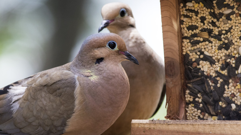 Mourning doves near bird feeder