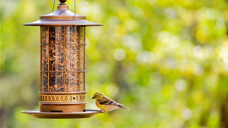 House finch perched on feeder