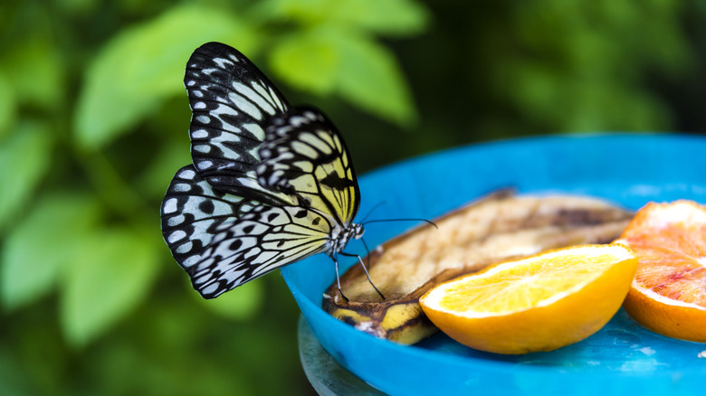 butterfly eating out of saucer