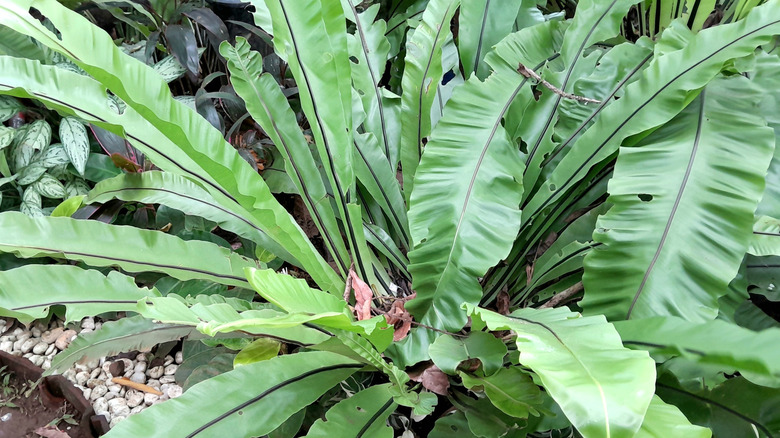 The soft waves of the leaves on the bird's nest fern.