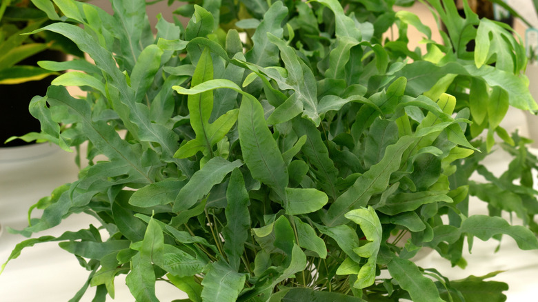 The busy cluster of the blue star fern's leaves growing from a pot.