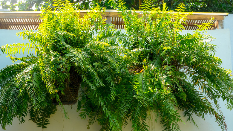 A pair of Boston ferns growing on the side of a wall in the sunlight.