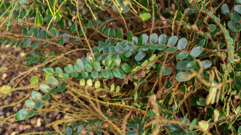 The tiny, delicate leaves of the button fern.