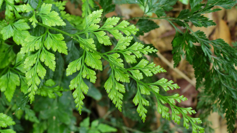 Carrot fern's finely divided fronds.