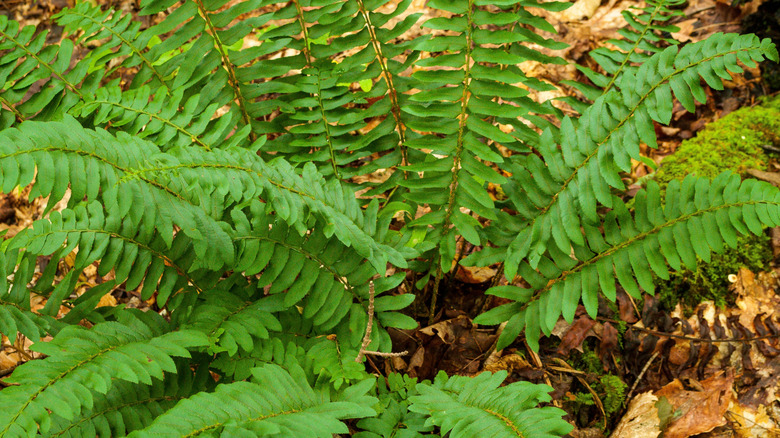 The lance-shaped fronds of the Christmas fern.