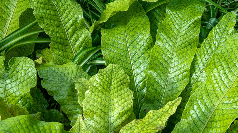 The unique crocodile fern's reptile pattern on its large leaves.