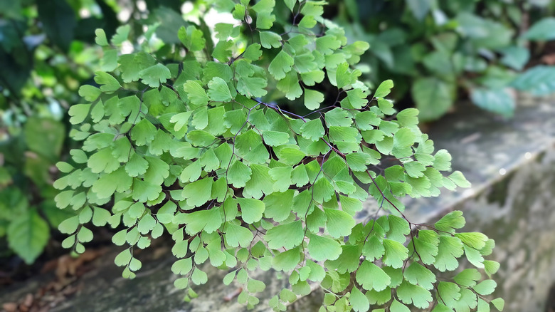 The light, gentle leaflets of the Delta maidenhair fern.