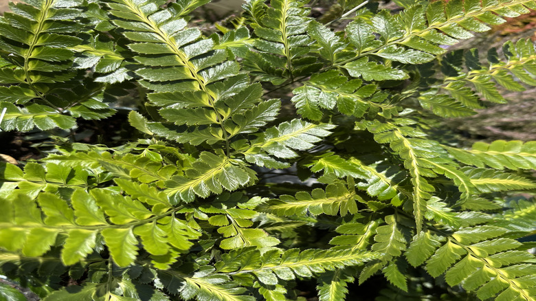 The waxy, green fronds of the 'Variegata' East Indian holly fern.