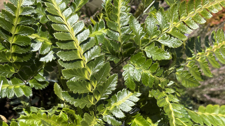 The waxy, green fronds of the 'Variegata' East Indian holly fern.