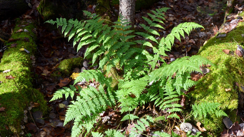 An evergreen woodfern growing near a patch of moss.