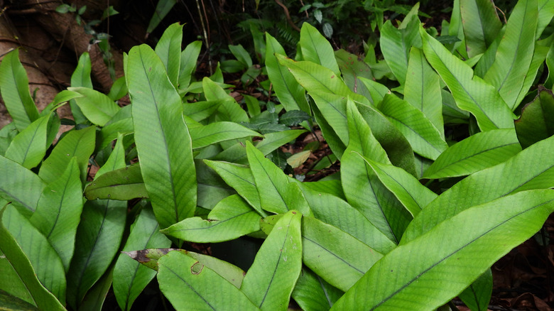 The tall, leathery fronds of the felt fern in dark lighting.