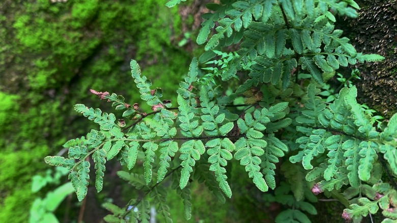 The dark green leaves of the hairy lipfern, showing its unique edges.