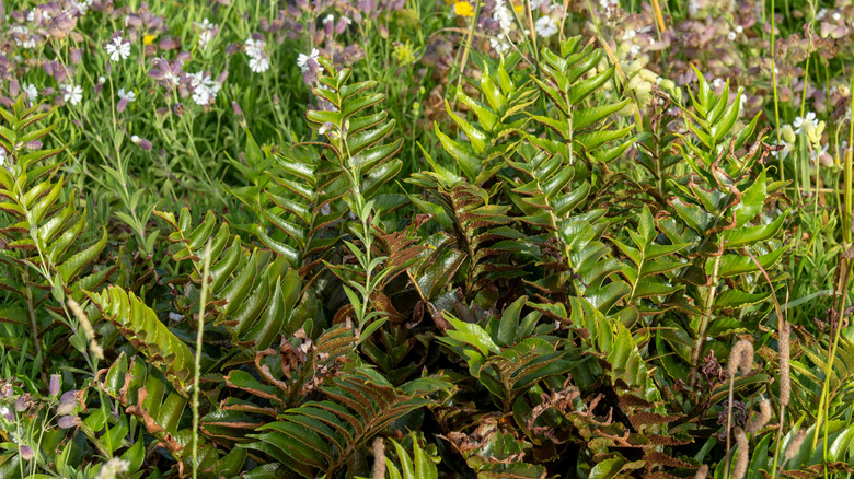 The small holly leaf-like fronds of the holly fern.