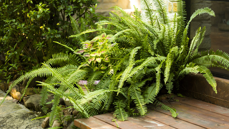 Ferns growing in pots on a wooden porch.