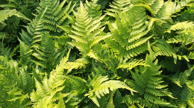 Green Japanese shield fern foliage in the sun