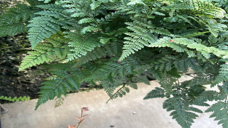The soft, green leaves of the rabbit's foot fern growing in abundance.