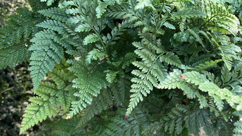 The soft, green leaves of the rabbit's foot fern growing in abundance.