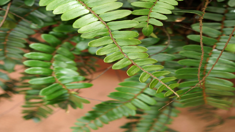 The leathery leaves of the sickle fern, glossy in the light.