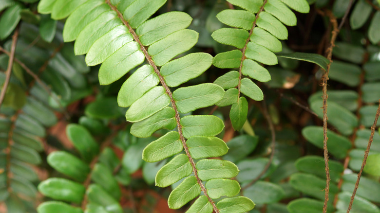 The leathery leaves of the sickle fern, glossy in the light.
