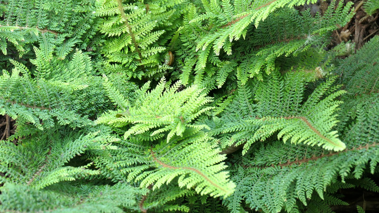 The soft, plentiful fronds of the soft shield fern in subtle light.
