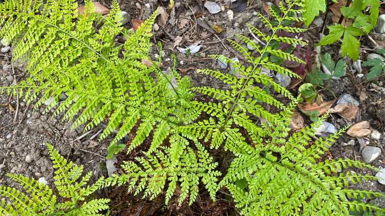 The finely divided fronds of the the upside-down fern growing in a rocky soil.