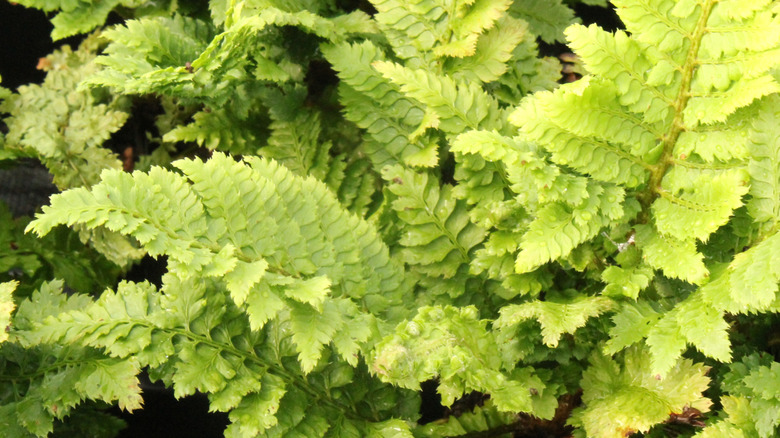 The sword fern's light green, curving fronds growing in a cluster.
