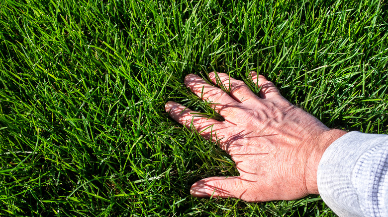 Hand on tall fescue grass 