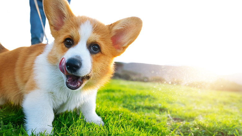 Dog on bermuda grass