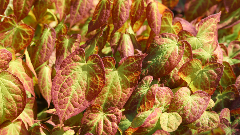 Green and red Bicolor Barrenwort (Epimedium x versicolor 'Sulphureum') leaves