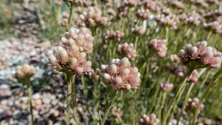 Close-up shot of the Rosy Pussytoes (Antennaria rosea) flowering with inflorescence of several pink, rosy flower heads in a cluster