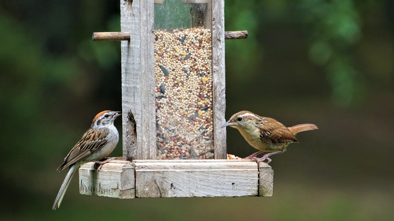 wren birds at bird feeder