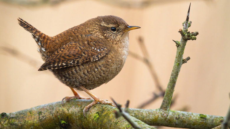 wren bird on branch