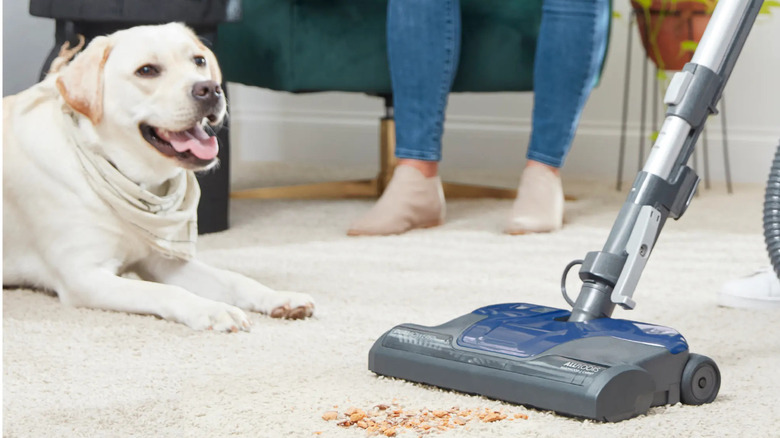 A yellow labrador lies behind the Kentmore vacuum which is vacuuming up mess on the floor.