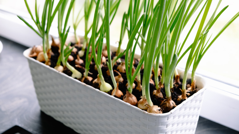 onions growing in a planter on a windowsill