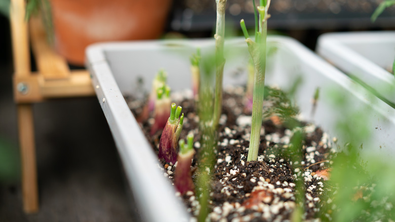 shallots growing in a window box