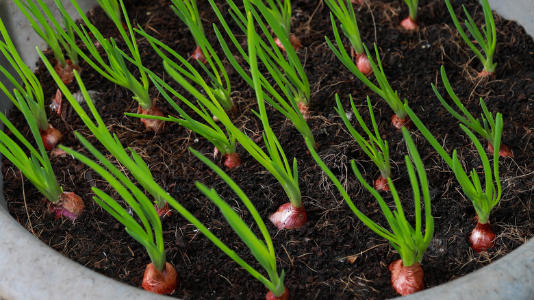 green onion tops of shallots growing in a pot