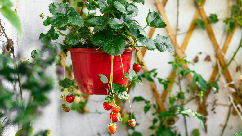 Strawberries growing in a hanging basket