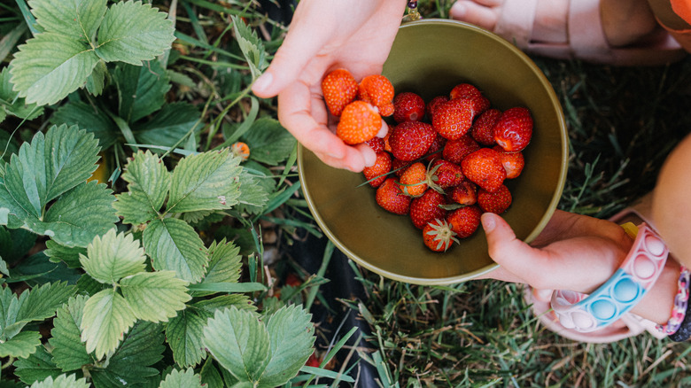 hand picking fresh stawberries from a plant