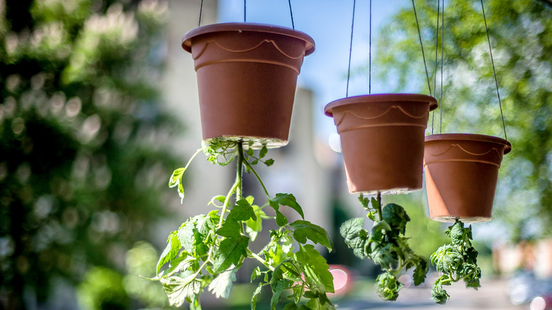 plants growing inverted in hanging pots