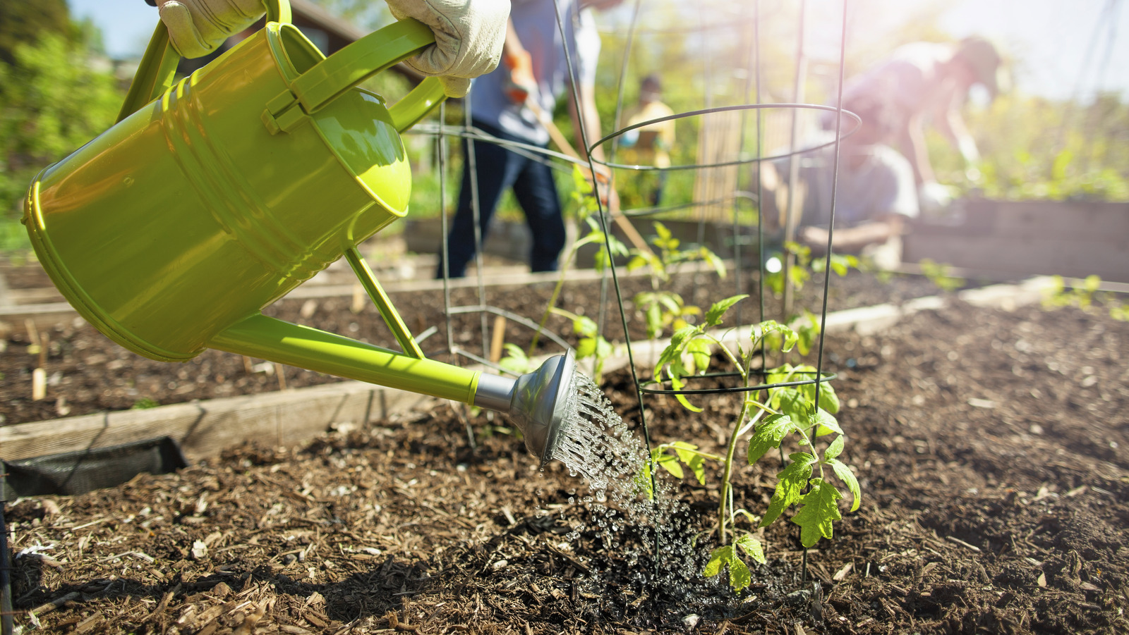 The Best Watering Technique To Avoid Garden Pests & To Give Your Plants