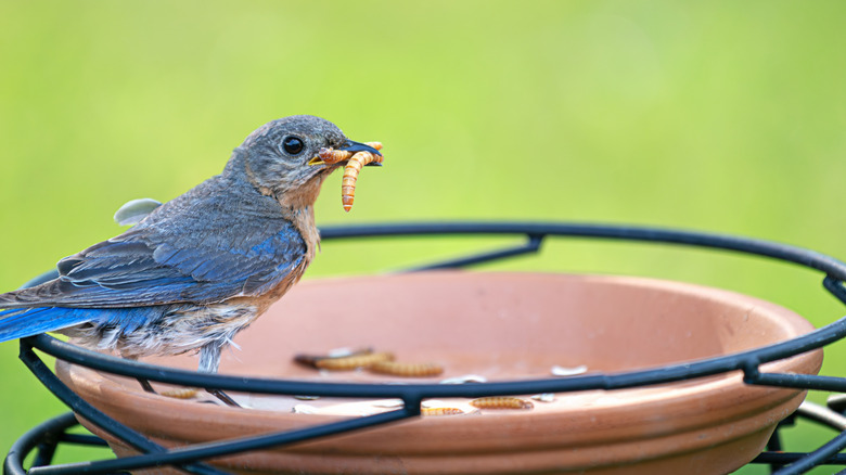 Bluebird perches on feeder holding a life mealworm in its mouth.
