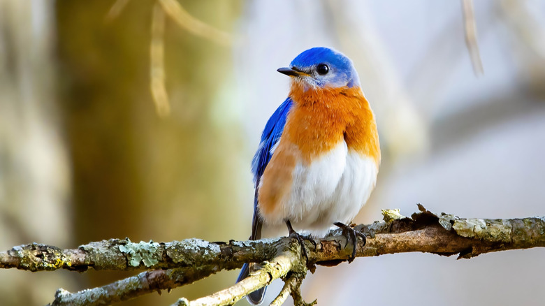 Bluebird sits on branch with trees in the background.