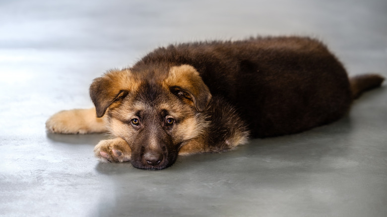 puppy lying on concrete floor